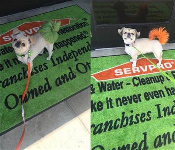 Lola & Lulu , team member at SERVPRO of Del Mar